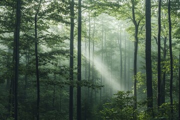 Fototapeta premium Sunbeam through misty forest, light and shadow, green trees, peaceful atmosphere.