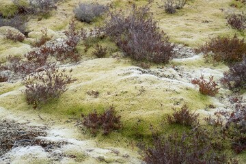 sparse vegetation on the rocky volcanic soil background, native plants on mount ngauruoe