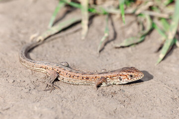 Lizard is laying on the ground. Reptile textured skin and vibrant colors