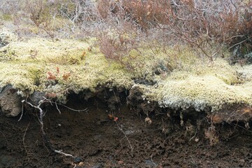 sparse vegetation on the rocky volcanic soil background, native plants on mount ngauruoe
