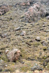 sparse vegetation on the rocky volcanic soil background, native plants on mount ngauruoe