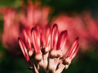 Fototapeta premium Close up of a grevillea flower
