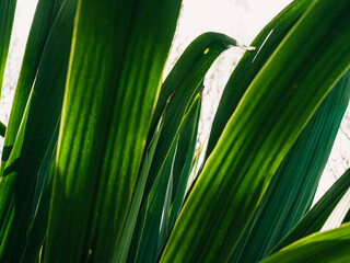 Green plant leaves