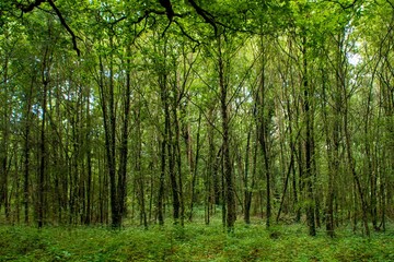 forest trees. nature green wood sunlight backgrounds. panoramic view