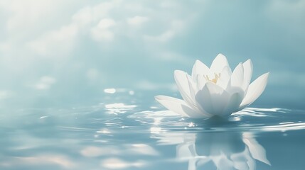 Delicate white lotus bloom in a still pond, with soft ripples and reflections of pale blue sky.