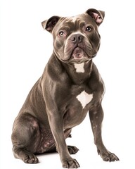 Fototapeta premium A seated dog with a glossy coat and attentive expression.