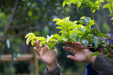Farmer is inspecting the diseases on apple leaves in the orchard for crop and plant protection from...