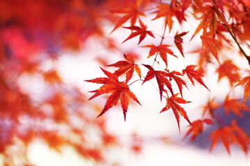 鮮やかな秋の紅葉