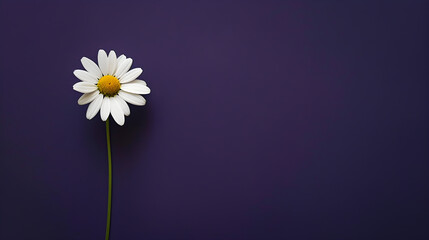 A stunning contrast of a white daisy against a dark purple background in nature.