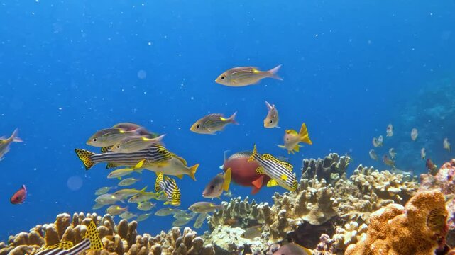 Shoaling fishes on a tropical Indian Ocean coral reef
