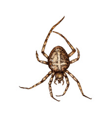 Brown spider with a cross on its back watercolor illustration. Arachnida order arthropods. Scary insect for Halloween. Animal isolated from background. For the design of books, magazines, banners, 
