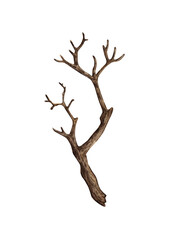 Fototapeta premium Tree without leaves, with dry bare branches watercolor illustration. Gothic driftwood Halloween decoration. Countryside isolated from background. For seasonal design winter, autumn.