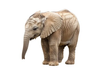 Fototapeta premium A young elephant stands next to its mother or caregiver in a natural habitat