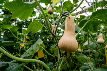 Growing Cream pumpkin - Photographed at the Changchun Agricultural Expo, China