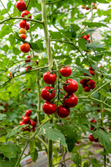 Growing tomatoes - Photographed at the Changchun Agricultural Expo, China