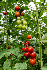 Growing tomatoes - Photographed at the Changchun Agricultural Expo, China
