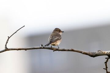 Muscicapa striata bird perching on a tree branch. A bird waiting alone on a branch.