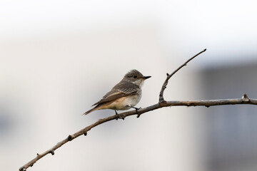 Muscicapa striata bird perching on a tree branch. A bird waiting alone on a branch.