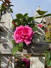 pink roses in a garden