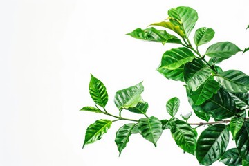 A close-up view of a plant with green leaves, ideal for use in botanical or scientific contexts