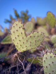 prickly cactus © Lauri M