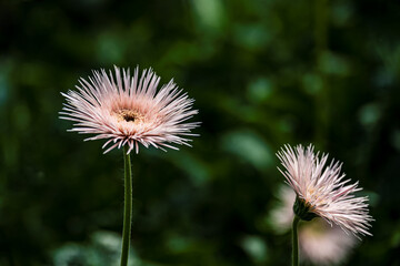 Blooming gerbera