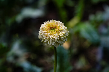 Blooming gerbera