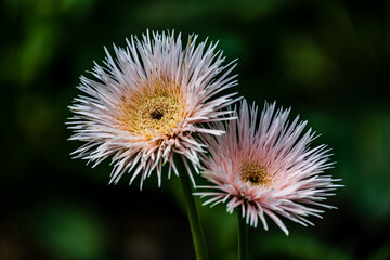 Blooming gerbera