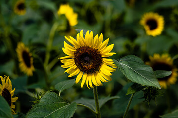 Blooming sunflower