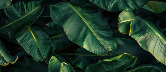 Lush Tropical Banana Leaves Pattern