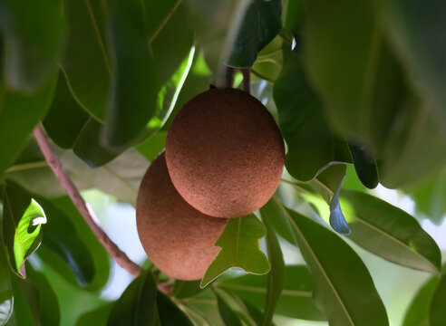 Sapodilla or sapote fruits (lat.- Manilkara zapota)