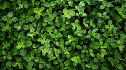 Natural greenery on a small field of grass