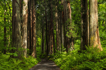 Obraz premium 日本 長野県長野市にある戸隠神社の奥社の杉並木の参道