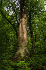 日本　長野県長野市にある戸隠神社の奥社の参道沿いにある巨大な杉の木
