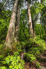 Fototapeta premium 日本 長野県長野市にある戸隠神社の奥社の参道沿いにある杉の木