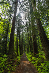 日本　長野県長野市にある戸隠神社の奥社の杉並木の参道　下から見上げた巨大な杉の木