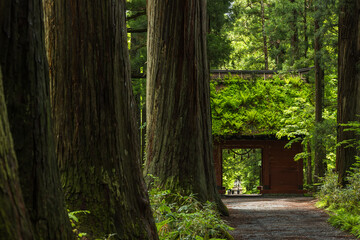 日本　長野県長野市にある戸隠神社の奥社の杉並木の参道と随神門