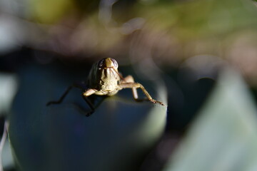 Green Grasshopper