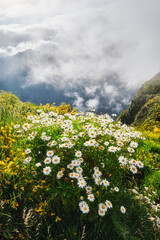 Madeira landscape with daisy flowers and blooming Cytisus shrubs and mountains in clouds. Miradouros do Paredao, Madeira island, Portugal
