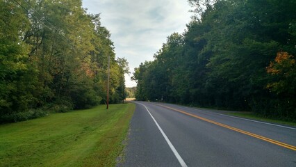 rural tree lined road