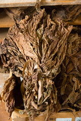 Cuba, Vinales Valley. Tobacco farms, cigar production. Tobacco storage and drying warehouse.  Leaves drying and or bagged for distribution. 2016-03-27