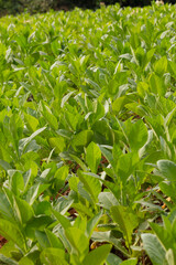 Cuba, Vinales Valley. Tobacco farms, cigar production. Tobacco leaves and plants. 2016-04-08