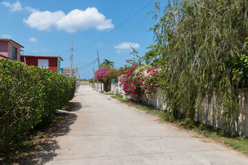 Cuba,Havana, Jaimanitas. Bougainvillea alleyway. 2016-03-31