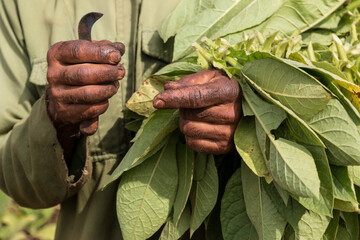 Cuba, Vinales Valley. Tobacco farms, cigar production. Harvesting tobacco leaves. 2016-04-08