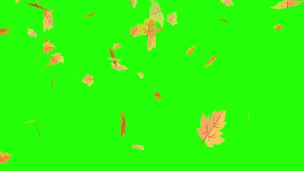 falling maple autumn leaves on an isolated green screen background, loop animation, perfect for compositing, motion nature scene abstract background