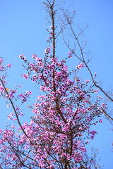 Flor no Cerrado brasileiro - Pau de rosas 