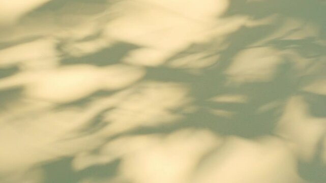  Wall interior background, studio and backdrops show products. with leaf shadow from window color beige and white. background for text insertion and presentation of product