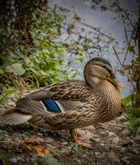 duck by the pond