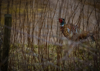 pheasant in the grass