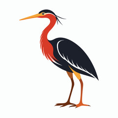 vector Bittern on white background